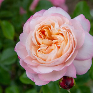 Roos 'David Hockney'; Rose 'David Hockney'