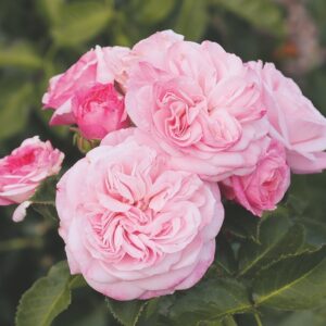 Roos Rosa Rose 'Divina'