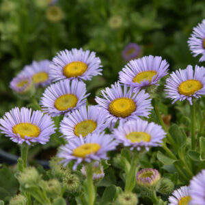 Erigeron glaucus 'Beachboy Blue'; rand-õnnehein 'Beachboy Blue'