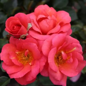 Roos Rosa Rose Flamingo