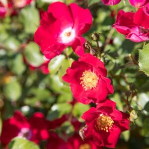 Roos Rosa Rose Friendly Red Meiariba