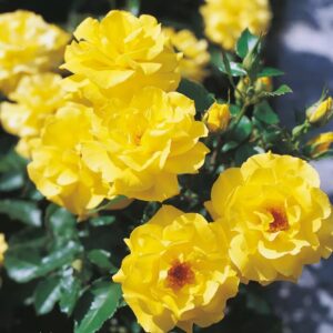 Roos Rosa Rose Fresia