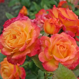 Roos Rosa Rose Gartenspaß