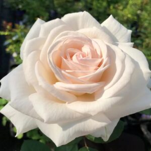 Roos Rosa Rose 'graefin elke zu rantzau'