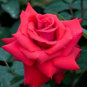 Roos Rosa Rose 'Grande Amore'