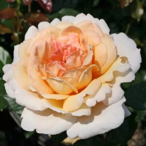 Roos Rosa Rose 'Grossherzogin Luise'