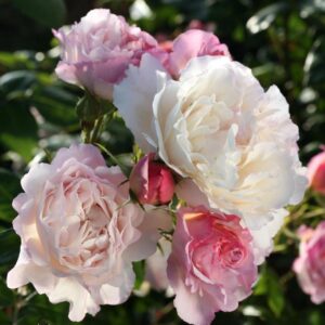 Roos Rosa Rose 'Herkules'