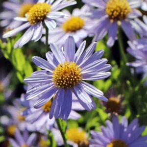 Kalimeris incisa 'Blue Star'; lõhine kalimeris 'Blue Star'