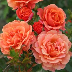 Roosa Rosa Rose 'Lambada'