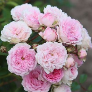 Roos Rosa Rose 'Pashmina'