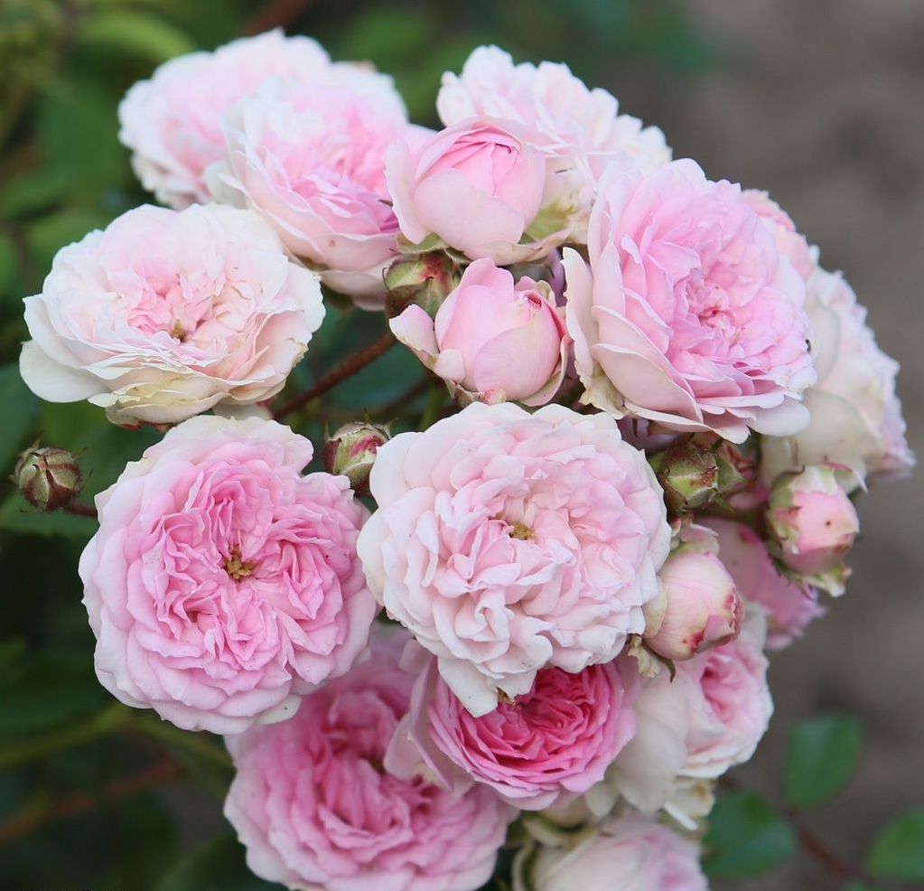 Roos Rosa Rose 'Pashmina'