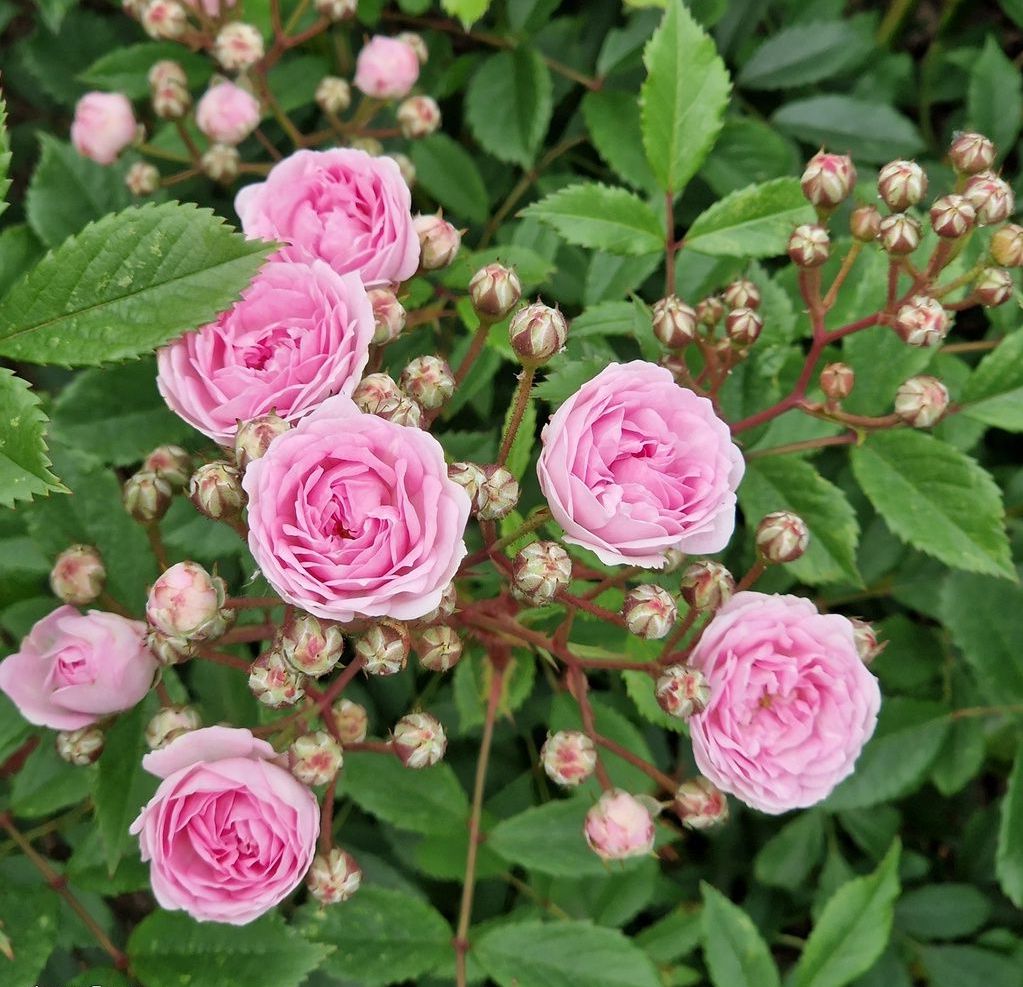 Roos Rosa Rose 'Pashmina'