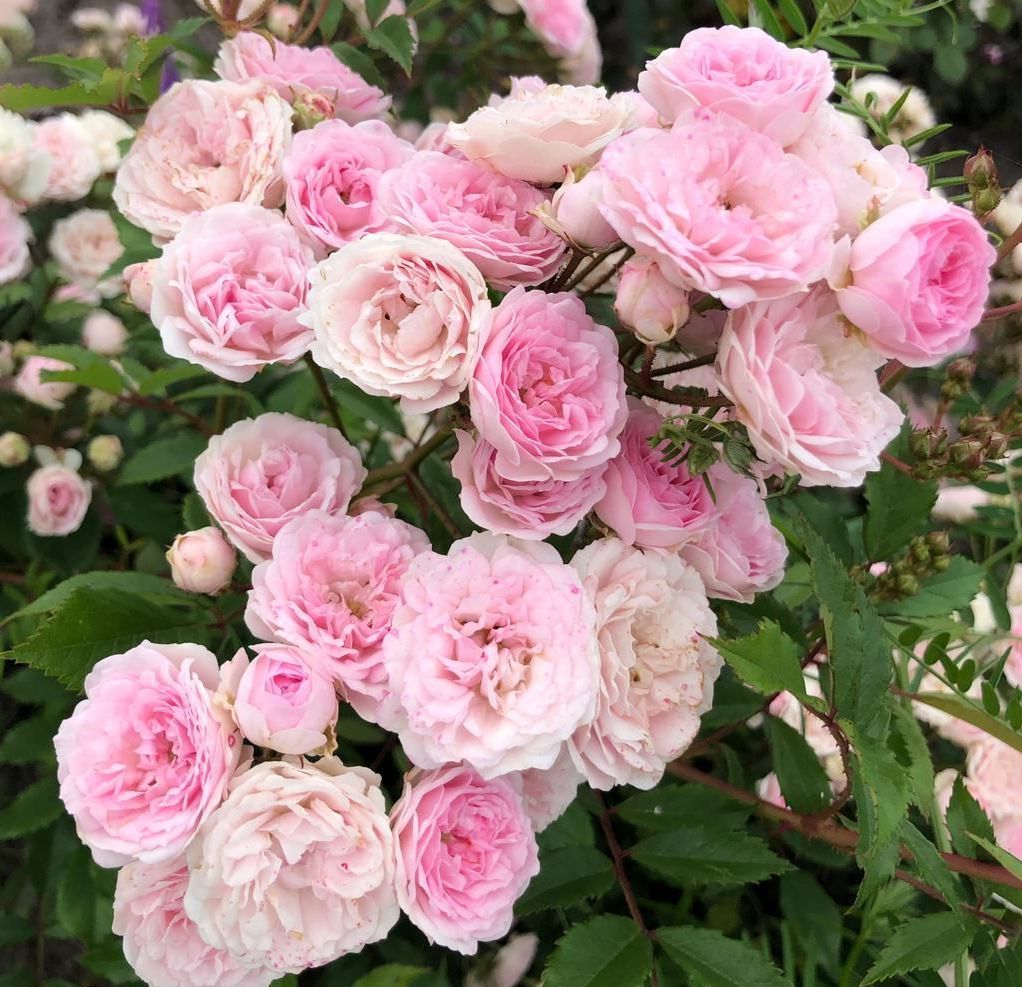 Roos Rosa Rose 'Pashmina'
