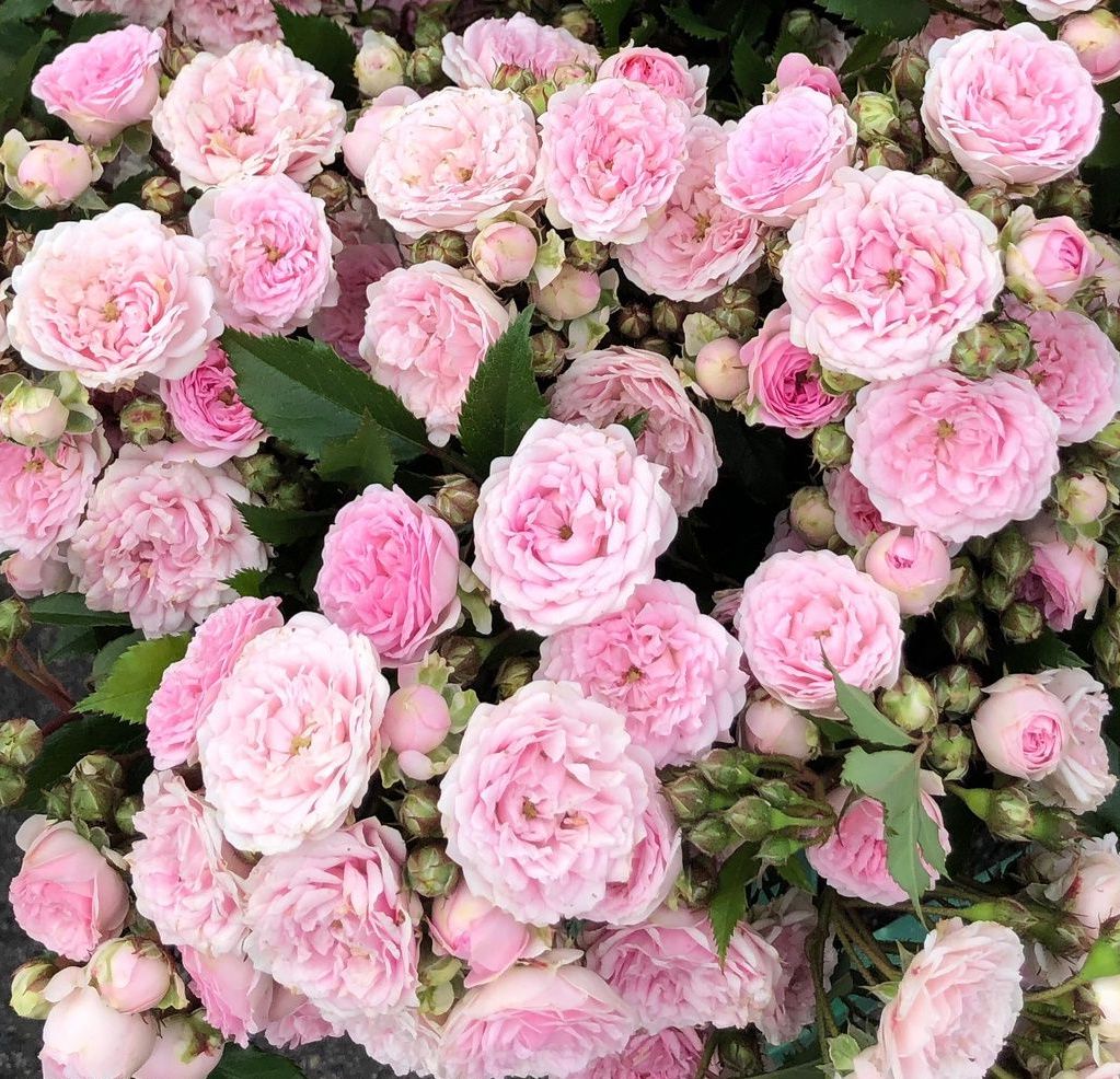 Roos Rosa Rose 'Pashmina'