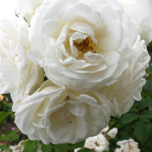 Roos Rosa Rose 'Perfume Dreams'