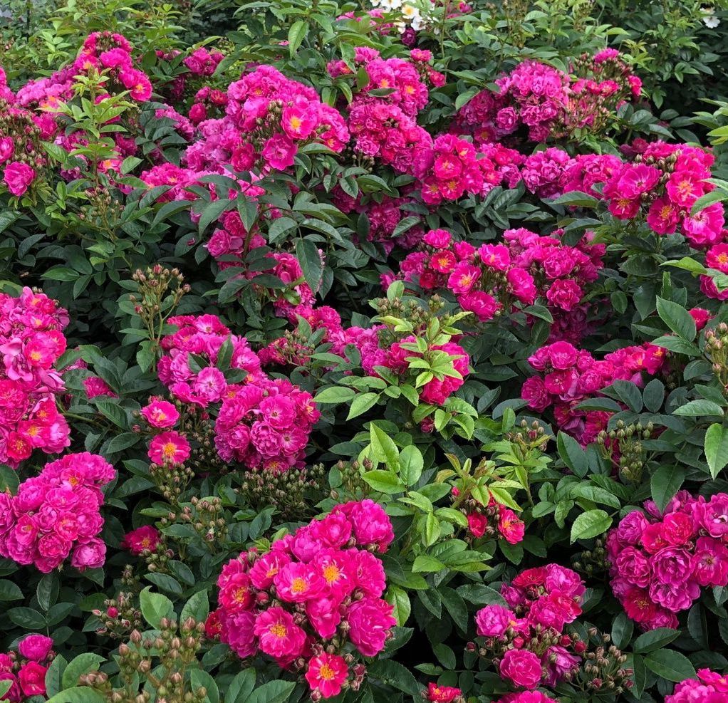 Roos Rose Rosa 'Perfumy Siluetta'