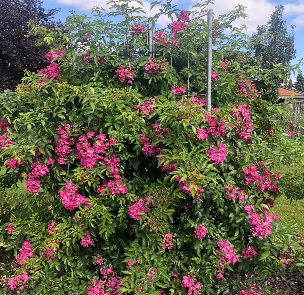 Roos Rose Rosa 'Perfumy Siluetta'