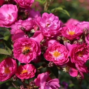 Roos Rose Rosa 'Perfumy Siluetta'