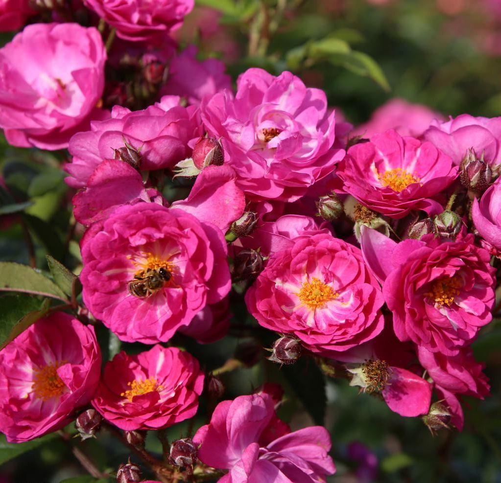 Roos Rose Rosa 'Perfumy Siluetta'
