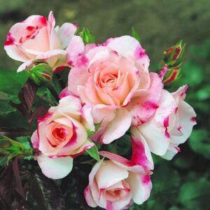 Roos Rosa Rose 'Rosenstadt Freising'