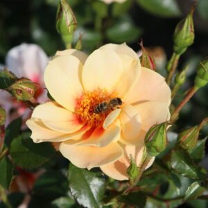 Roos Rosa Rose 'See you in apricot'