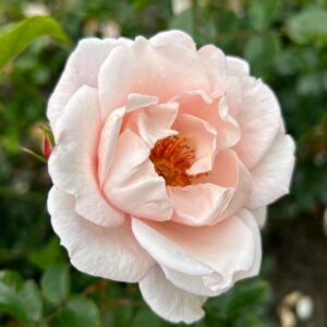 Roos Rosa Rose 'Zelmani's Dream'