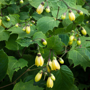 Kirengeshoma palmata; jaapani vahakübar