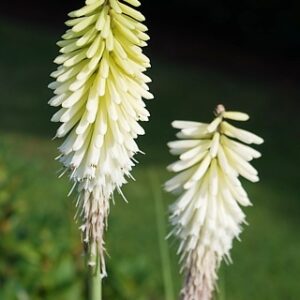Kniphofia 'Ice Queen'; tõrvikliilia 'Ice Queen'