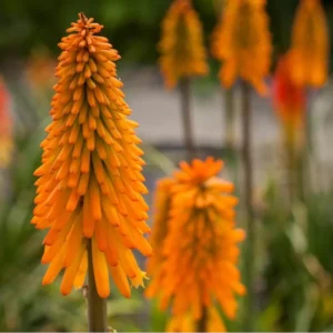 Kniphofia 'Mango Popsicle'; tõrvikliilia 'Mango Popsicle'