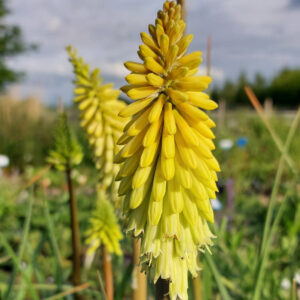 Kniphofia citrina; tõrvikliilia