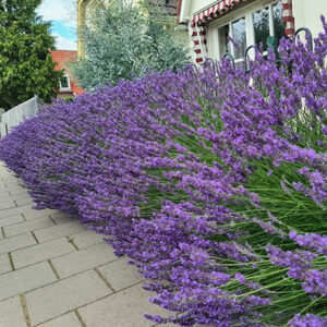 Lavandula x intermedia 'Phenomenal'; vahelmine lavendel 'Phenomenal'