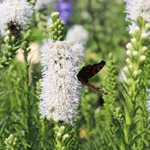 Liatris spicata 'Floristan Weiss'; tähkjas liatris 'Floristan Weiss'