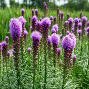 Liatris spicata 'Kobold'; tähkjas liatris 'Kobold'