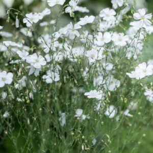 Linum perenne 'Diamant'; püsiklina 'Diamant'