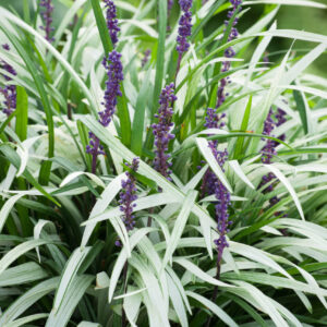 Liriope muscari 'Okina'; tihe habemätas 'Okina'