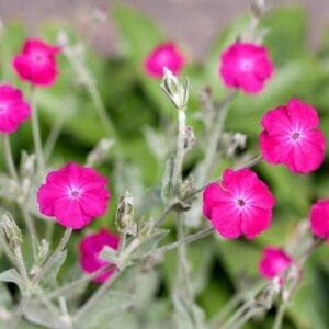 Lychnis coronaria; hall käokann