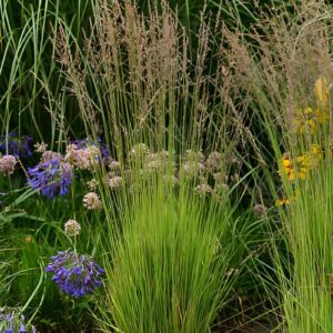 Molinia caerulea 'Heidezwerg'; harilik sinihelmikas 'Heidezwerg'