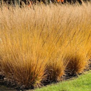 Molinia caerulea 'Poul Peterson'; harilik sinihelmikas 'Poul Peterson'