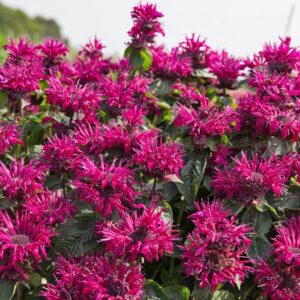Monarda 'Bee True'; monarda 'Bee True'