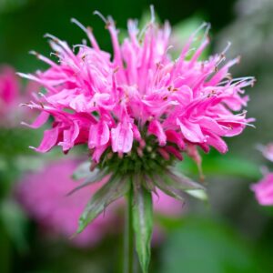 Monarda 'Marshall's Delight'; monarda 'Marshall's Delight'