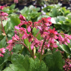 Mukgenia NOVA® 'Flame'; lehvikbergeenia NOVA® 'Flame'