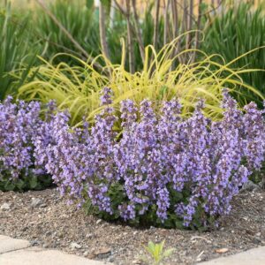 Nepeta 'Cat's Pajamas'; naistenõges 'Cat's Pajamas'