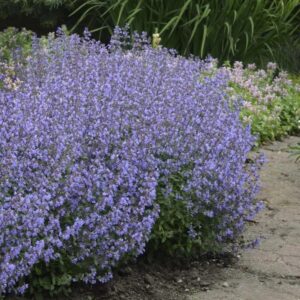 Nepeta 'Purrsian Blue', naistenõges 'Purrsian Blue'