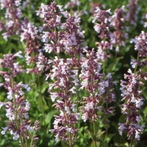 Nepeta grandiflora 'Dawn to Dusk'; suureõieline naistenõges 'Dawn to Dusk'