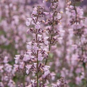 Nepeta racemosa 'Amelia'; Mussini naistenõges 'Amelia'