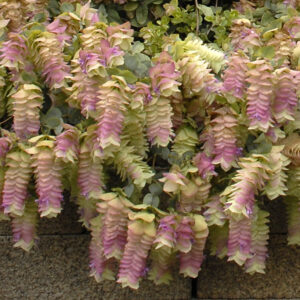 Origanum rotundifolium 'Kent Beauty'; ümaralehine pune 'Kent Beauty'