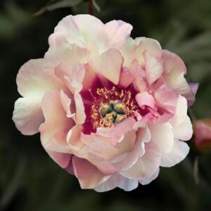 Paeonia itoh 'Berry Berry Fine'; Itoh pojeng 'Berry Berry Fine'