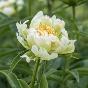 Paeonia lactiflora 'Green Halo'; valgeõieline pojeng 'Green Halo'