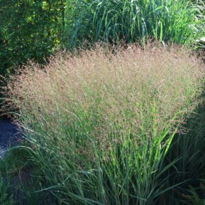 Panicum virgatum 'Warrior'; vitshirss 'Warrior'