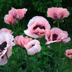 Papaver orientale 'Prinzessin Viktoria Luise'; idamagun 'Prinzessin Viktoria Luise'